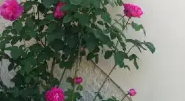 Rose Garden Rooms, Забронировать Отель Отели периферии Ионических островов с парковкой, Парковка