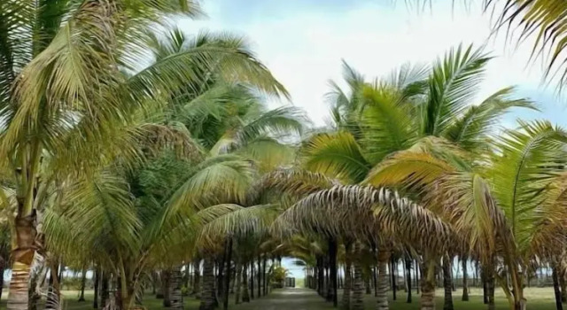 Cojimies Paradise