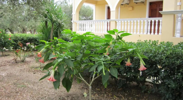 Апартаменты Standard Dimaras Apartments Zakynthos