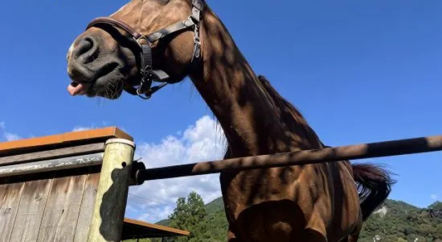 Lovely Horse Villa, Забронировать Вилла  