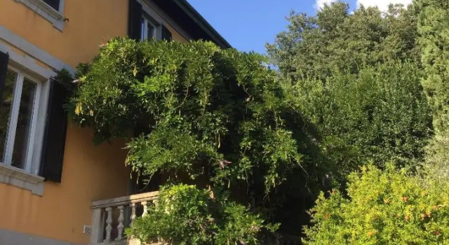 Villa Monte Bianco, Book Villa Sommerhuse i Como, Hytte