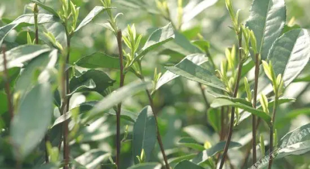 Люкс Standard Landison Longjing Resort Hangzhou