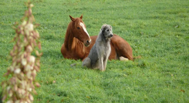 Коттедж Gîte De LEtot Fossey