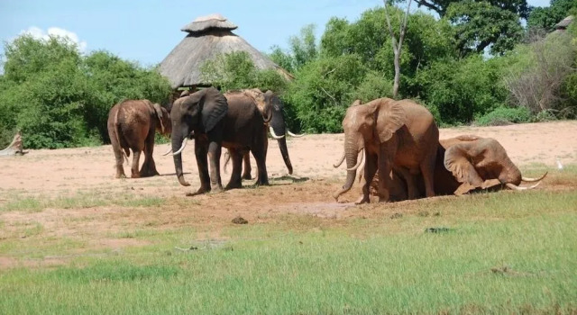 Rhino Safari Camp, Book Hotel Hotels in Kariba with a Pool, Swimming Pool