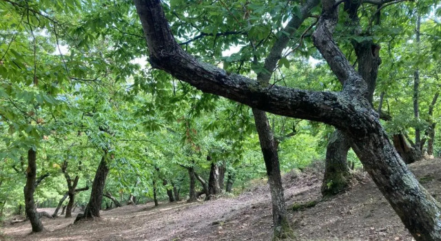 Коттедж с 2 комнатами La casina del prete