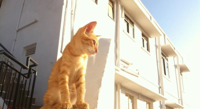 The Fat Cat Backpackers