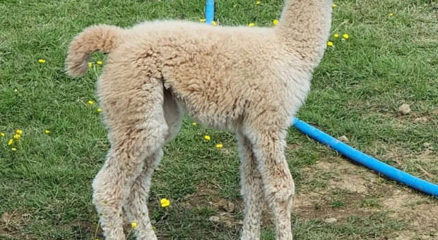 Семейный номер Standard с балконом и с видом на внутренний двор Dartmoor Reach Alpaca Farm