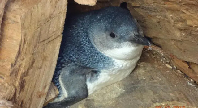 Двухместный номер Superior с балконом и с видом на море Diamond Island Resort, Restaurant & Bar and Penguin Show