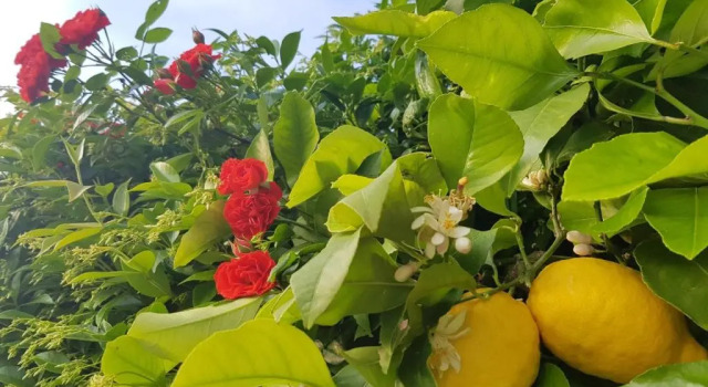 Коттедж Tenuta Agriturismo IL RISVEGLIO