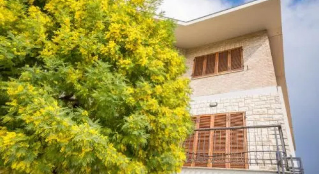 La Mimosa