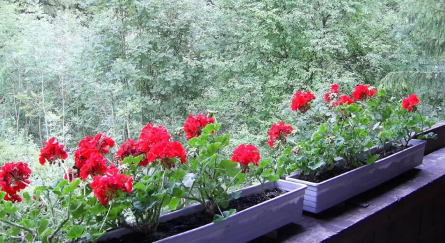 Номер Standard Pension Mühlbachhof
