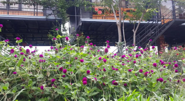 Areca Bungalow, Book Pension SPA-hoteller i Quang Binh, SPA