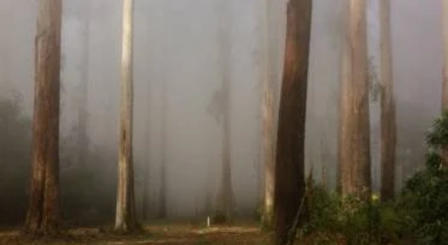Wombat Cottage Bed & Breakfast, Prenota Casa vacanze Narbethong Yarra Valley