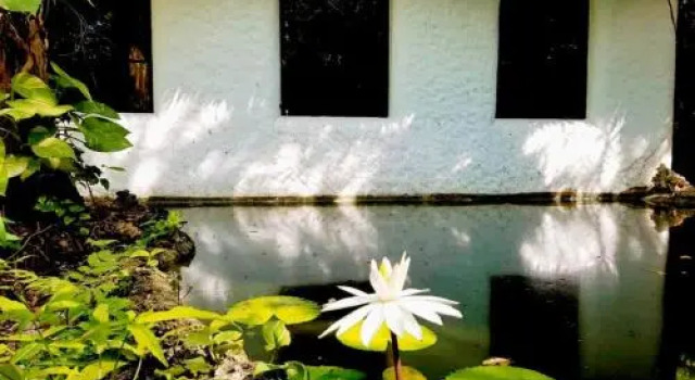 Kim's Garden