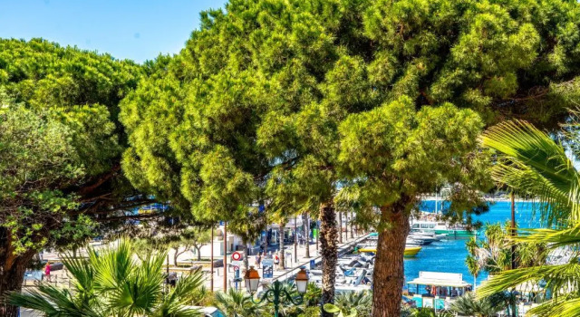 Семейный номер Standard Hotel Les Palmiers