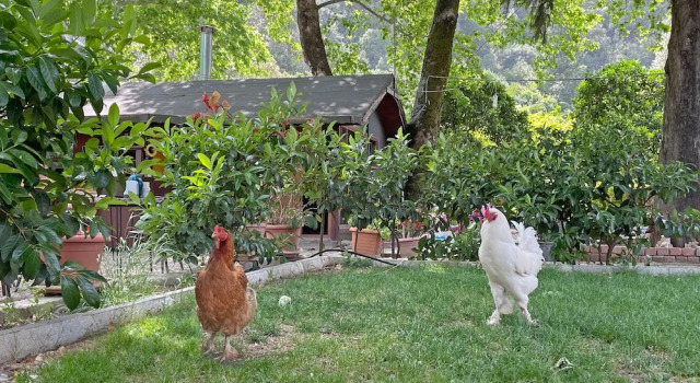 Апартаменты Garden Pansiyon Çıralı