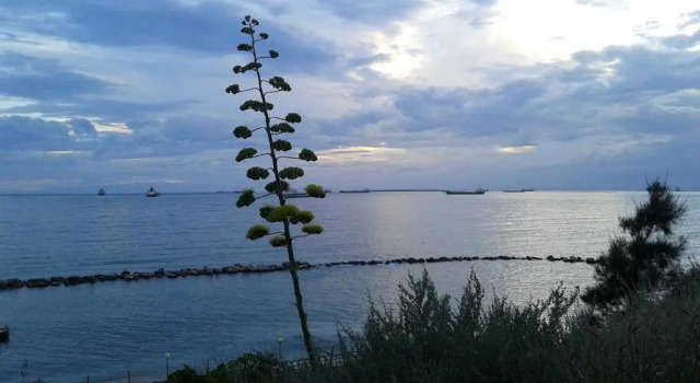 Al Chiaro di Luna