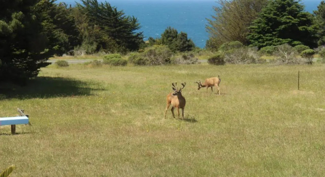 Cozy Getaway with Ocean View and Private Entrance!, 预订 酒店 瓜拉拉 Sonoma County