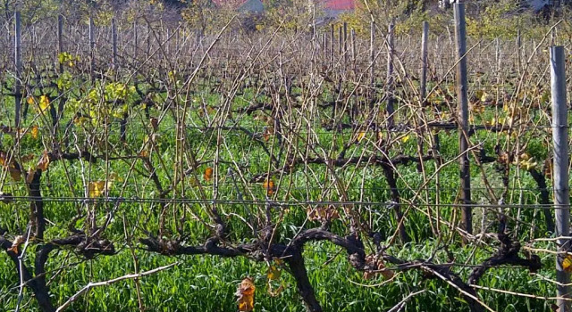 Двухместный номер Standard The Vineyard Country House