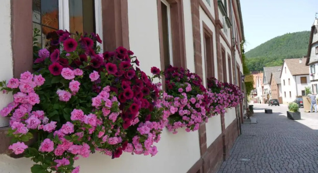 Номер Standard Adler Landhotel