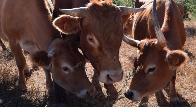 Коттедж Sernadinha