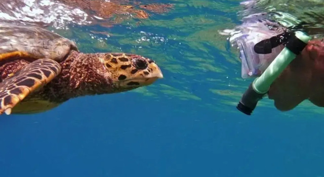 Velaa Vani - The Turtle Hive Maldives, Book Pension Hoteller i Southern Atolls med parkering, Parkering