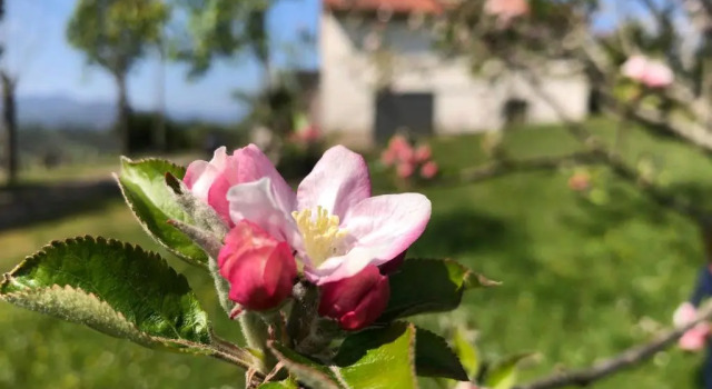 Коттедж с 3 комнатами Asturias Estancias Naturales. Finca San Julian.