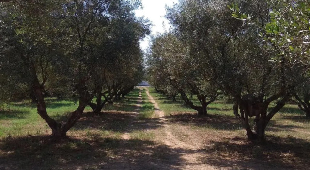 Коттедж с 2 комнатами Mallios Home FLOKA close to Ancient Olympia