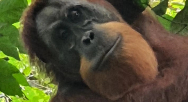 Sumatra Cheeky Monkeys, Rezervovat Hotel Hotely v Gotong Royong se snídaní, Snídaně