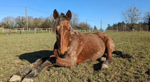Двухместный номер Standard Le Haras dHavetot