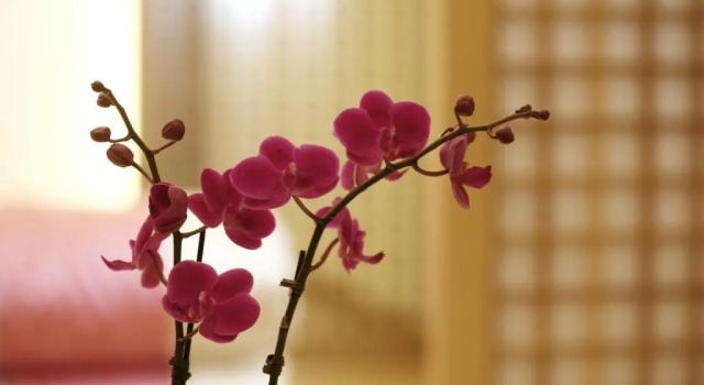 Семейный номер Deluxe Hotel Matthieu Yeosu