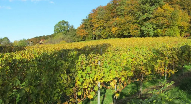 Апартаменты Appartement Weingut Schoberhof