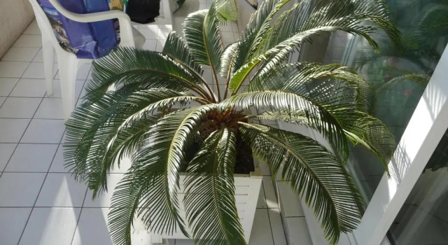 Номер Standard Chambre chez l'habitant Nice Baie des Anges