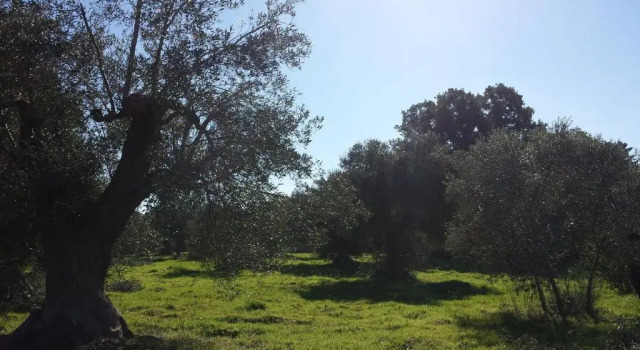 Masseria dell800, Buchen Sie Pension Castellana Grotte Metropolitanstadt Bari