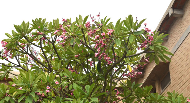 Our Native Village Eco Resort, Book Ferieresort Chikkajala Bangalore