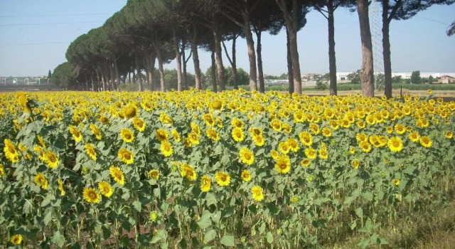 Студия Agriturismo Pantano Borghese