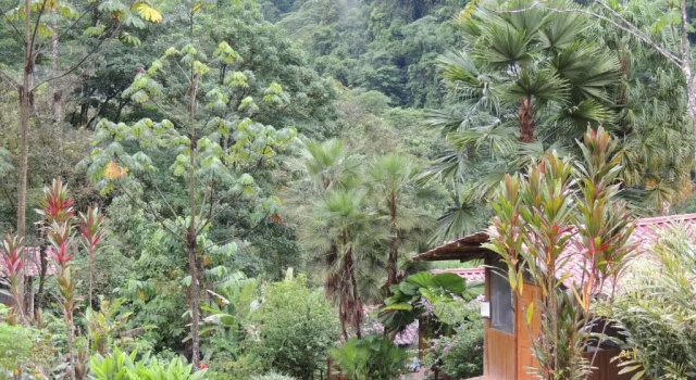 Бунгало Standard Pacuare River Lodge