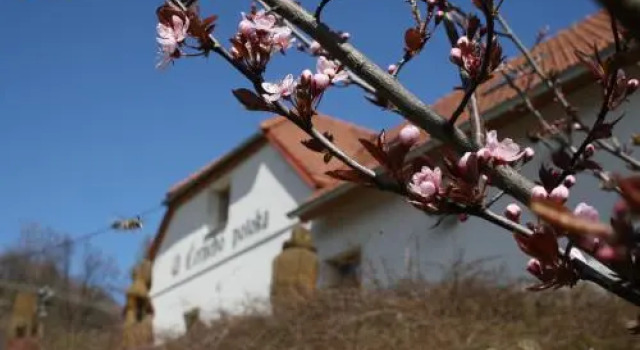 Penzion U Černého Potoka, Boek Hotel Goedkope hotels in Zuid-Moravië