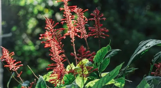 GLAMFOREST Okinawa 名護, Забронировать Отель Наго Север, рядом с Парк аттракционов Okinawa Fruits Land