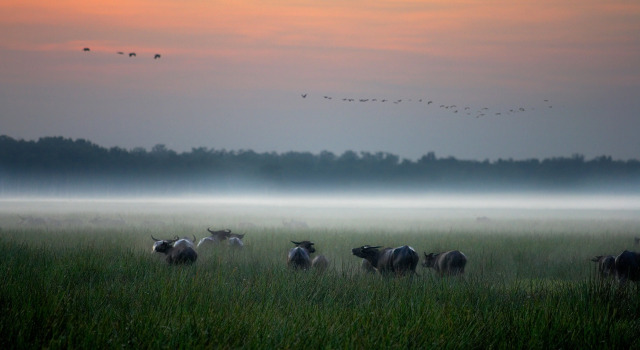 Люкс Bamurru Plains