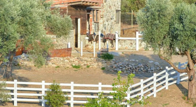 Коттедж House in 10 acres of grass with horses