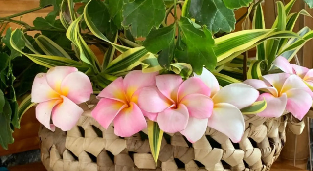 Tamanu Lodge, Boek Hotel Hotels in Tahiti met parkeren, Parkeren