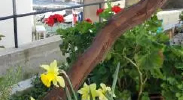 Apartment Lipa Mala, Забронировать Апартаменты/квартира Градац Шибенско-Книнская жупания, рядом с Пляж Обала