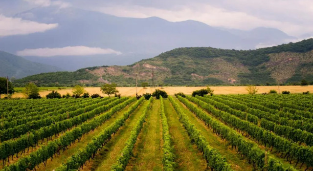 Shaloshvilis Cellar Hotel, Book Hotel Shilda Kvareli Municipality