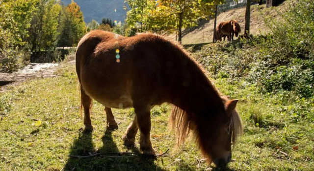 Апартаменты Artemisia Il Silenzio delle Dolomiti