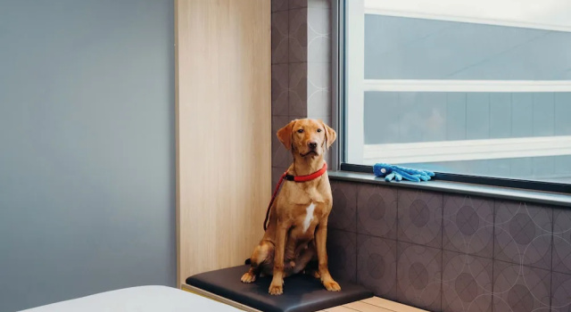 Четырёхместный семейный номер Standard Aloft by Marriott Aberdeen TECA