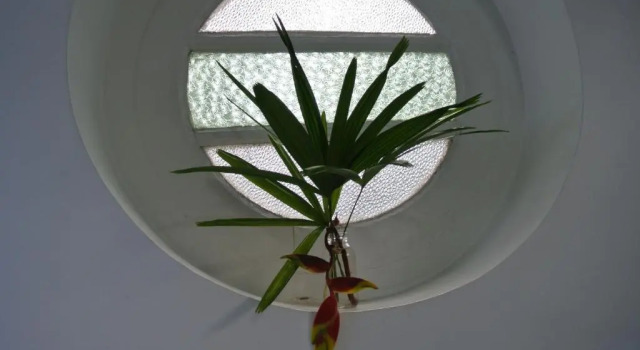 Номер Standard "27" Spathodea- Oasis in the City