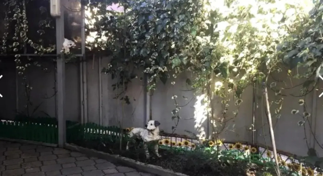 Guest House Letniy