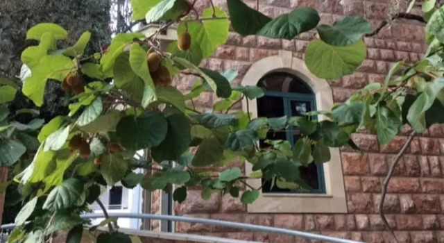 Levantin Inn 12 Room N5, Забронировать Отель Отели Свети-Стефан с парковкой, рядом с Пляж Црвена Главица, Парковка