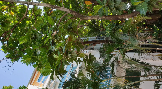 Breadfruit, Забронировать Отель Чиангмай провинция Чианг Май, рядом с Больница «Махарадж-Накорн» в Чиангмае